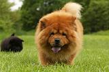 CHOW CHOW 545